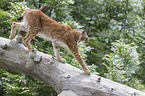 Luchs balanciert auf Baumstamm