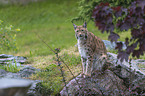 Luchs