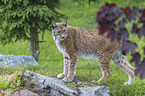 Luchs