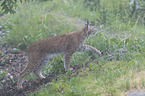 Luchs im Nebel
