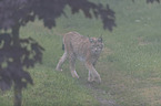 Luchs im Nebel