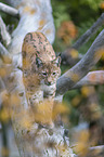 Luchs balanciert auf Baumstamm