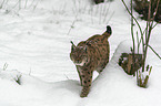 Luchs im Schnee