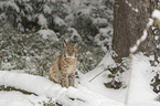 Luchs im Schnee