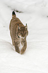 Luchs im Schnee