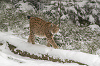 Luchs im Schnee