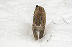 Luchs im Schnee