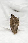 Luchs im Schnee