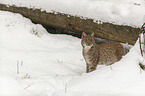 Luchs im Schnee