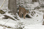 Luchs im Schnee