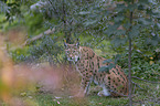 sitzender Eurasischer Luchs