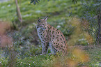 sitzender Eurasischer Luchs