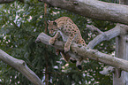 Eurasischer Luchs auf dem Ast