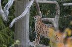 stehender Eurasischer Luchs