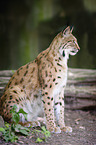 Luchs