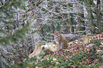 sitzender Eurasischer Luchs