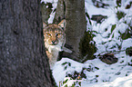 Eurasischer Luchs Portrait