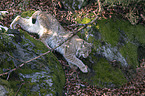 laufender Eurasischer Luchs