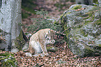 sitzender Eurasischer Luchs