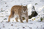 laufender Eurasischer Luchs