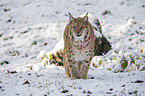 laufender Eurasischer Luchs