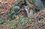 sitzender Eurasischer Luchs