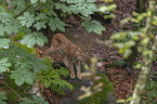 laufender Luchs