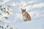 sitzender Luchs