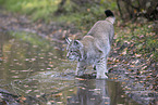 Eurasischer Luchs