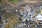 laufender Luchs