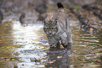 laufender Luchs