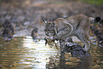 spielender Luchs