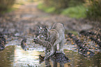 spielender Luchs