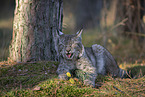 liegender Luchs