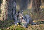 liegender Luchs