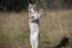 springender Luchs