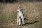 springender Luchs