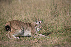 Eurasischer Luchs