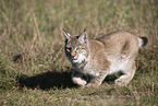 Eurasischer Luchs