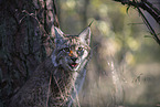 Luchs Portrait