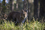 laufender Luchs