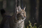 Luchs Portrait