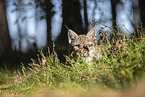 Luchs Portrait