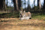 liegender Luchs