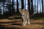laufender Luchs
