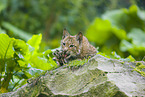 Luchs