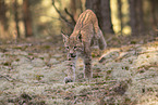 junger Luchs