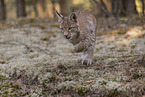 junger Luchs