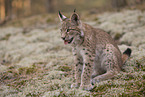 junger Luchs