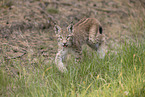 junger Luchs